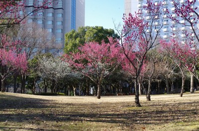 花 見ごろ 県立幕張海浜公園の梅 千葉県 の情報 ウォーカープラス