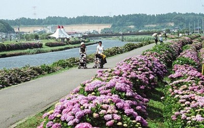 第37回 ふるさと多古町あじさい祭り あじさいウイーク 千葉県 の情報 ウォーカープラス