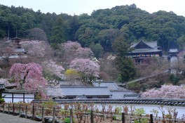 長谷寺を取り囲むようにして咲く桜