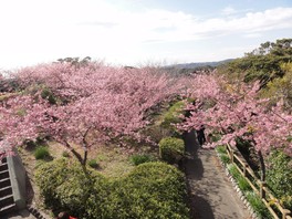 高台から見下ろす桜も美しい