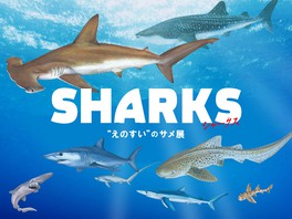多くの魚類とは違う体の構造を持ち、 1億5000年以上進化を必要としなかった完璧な生き物、サメの神秘の生態に迫る