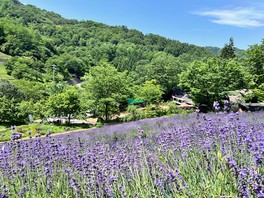 山の斜面にラベンダーの花が咲き広がる