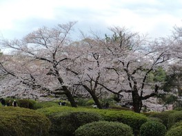 園内にはソメイヨシノなどの桜が咲き誇り、多くの花見客で賑わう