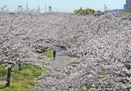 南北約2kmにわたり桜が楽しめる