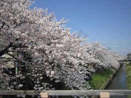 桜並木は約2kmに渡り長い距離での花見が楽しめる