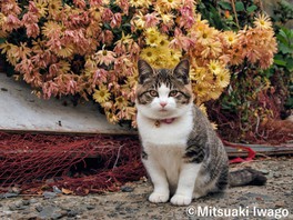 富山県のイベント情報一覧 21年8月9日 月 7件 ウォーカープラス