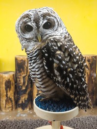どんなに暗い夜の森でも獲物の位置を正確に捉え、 小さな獲物も確実に捕らえるアカアシモリフクロウ