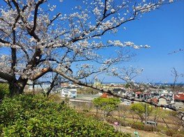 高台からの景色と桜