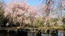 ピンクと緑のコントラスト、池に写るしだれ桜もまた心が和む