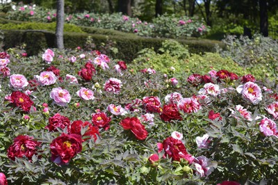 色とりどりのボタン約5000株が園内を彩る