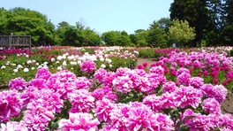 すらりと伸びた茎の先端に華麗な大輪の花が咲く