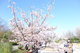 花を開き青空に向かって枝を伸ばす玉縄桜