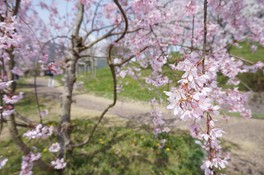 園内には約100本の桜が植えられている