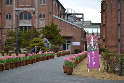 21冬咲きチューリップショー 兵庫県 の情報 ウォーカープラス