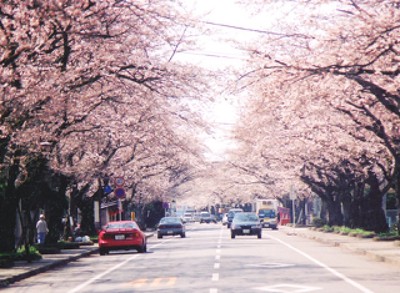 桜 見ごろ 宇大工学部前桜並木 栃木県 の情報 ウォーカープラス