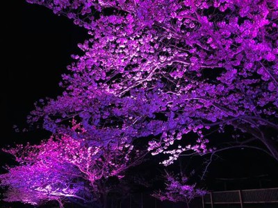 夜桜のライトアップ ときわ公園(山口県)の情報｜ウォーカープラス