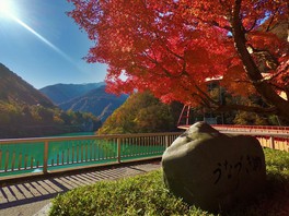 宇奈月ダムやとちの湯があり、紅葉の絶景スポットとして人気を博している