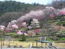 豪華な桜の競演