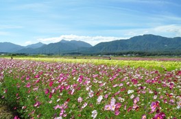 【花・見ごろ】菰野町コスモス畑