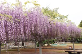 樹齢660年と推定される大中臣神社の将軍藤