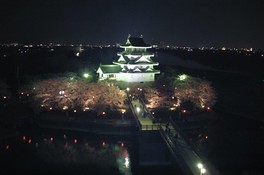 ライトアップされた墨俣一夜城をバックにした夜桜は必見だ