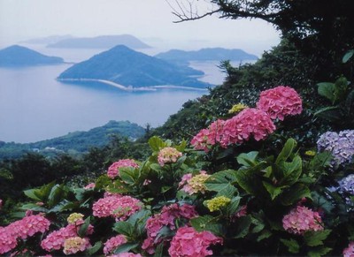 あじさい 見ごろ 紫雲出山 香川県 の情報 ウォーカープラス