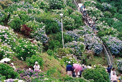 あじさい 見ごろ 新宮あじさいの里 愛媛県 の情報 ウォーカープラス