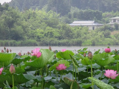 伊豆沼 内沼はすまつり 宮城県 の情報 ウォーカープラス