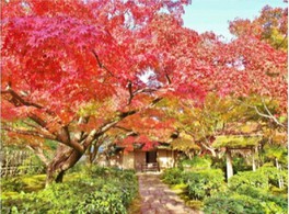 日本庭園茶室の「汎庵・万里庵」も特別公開される予定