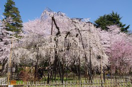 樹齢推定400年の伏姫桜
