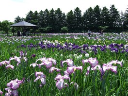 丁寧に手入れされた花菖蒲が一面に咲き誇る