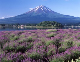 富士山を背景にしたラベンダーの絶景が楽しめる