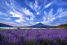 富士山を背景にラベンダー畑が広がる