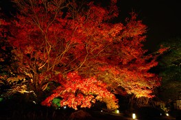 夜に映える美しい紅葉