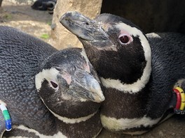 マゼランペンギンの魅力が学べるイベント