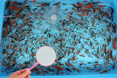金魚まつり おたのしみ縁日 福島県 の情報 ウォーカープラス