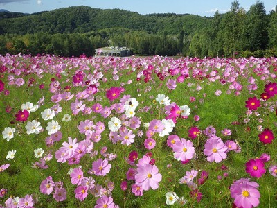 国営滝野すずらん丘陵公園 コスモスフェスタ 北海道 の情報 ウォーカープラス