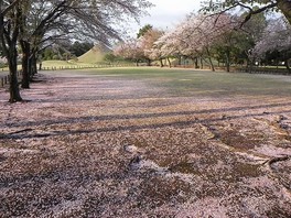 桜の絨毯も見どころの一つだ