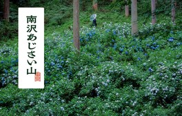 約1万5000株のアジサイが咲き誇る