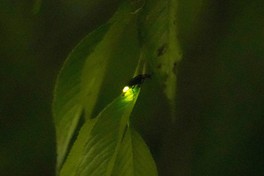 柔らかなホタルの光を間近で観賞できる ※画像は過去の様子