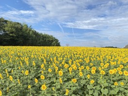 10万本のヒマワリが咲き誇る