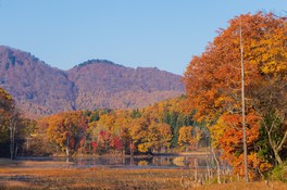 落葉樹の見事な紅葉を見ることができる