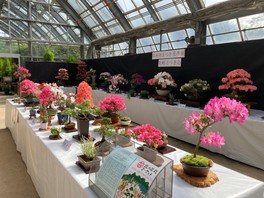 札幌さつき会のメンバーが仕立てたサツキの展示が楽しめる