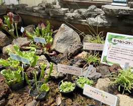 世界中に幅広く分布している食虫植物を展示
