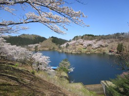 ダムの湖畔に様々な色の桜が咲き乱れて景色を作る
