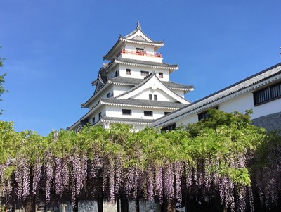 唐津城の美しい天守閣を背景に藤の花を観賞できる