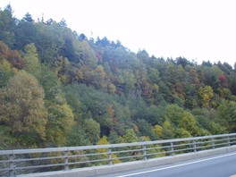 道路沿いを紅葉が彩る