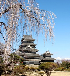 松本城と桜の見事なコラボレーション