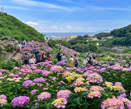 池の周りや里の斜面を約5万株のアジサイが彩る