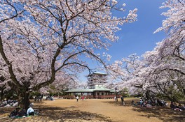 花見客で賑わう枡形山広場の風景